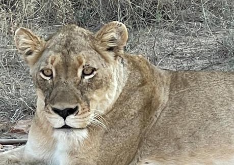 Phalaborwa Apartment | Modjadji Estate Lodge & Spa