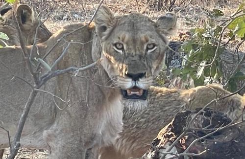 Phalaborwa Apartment | Modjadji Estate Lodge & Spa