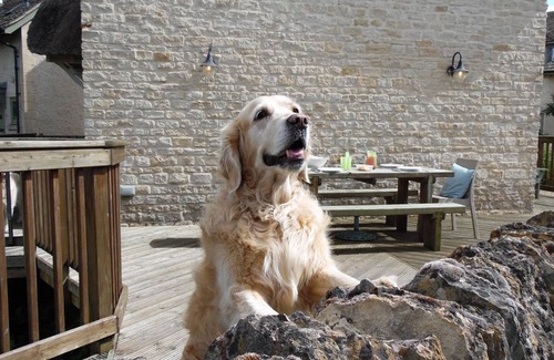 Cirencester Cottage | Moorhens - Cotswold Water Park