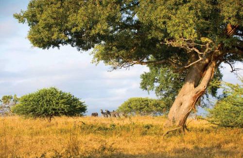Thorny Bush Game Reserve Cabin | Motlala Game Lodge