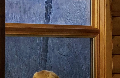 Banner Elk Cabin | Mountain view cabin & private trout pond in Banner Elk near Sugar & Beech Mt