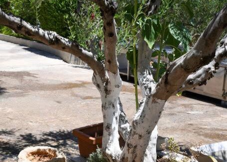 Agios Nikolaos House | Mourelo House