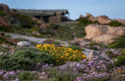 Kamiesberg Other | Namaqua Flowers Beach Camp