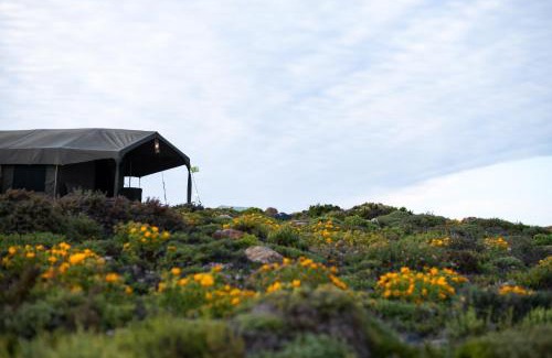 Kamiesberg Other | Namaqua Flowers Beach Camp