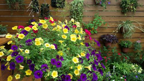 Nanzhuang House | Nanchuang Wind Suzuki Coffee Houses