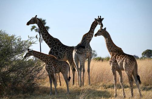 Hammanskraal Apartment | Ndlovu Tiny Home Dinokeng