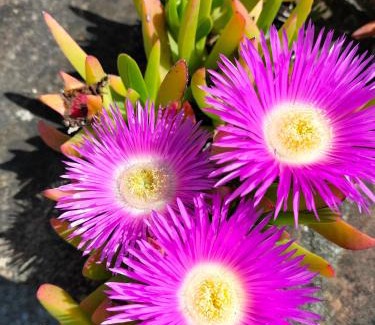 Cotignola House | Night & Day Affittacamere di Laura Patuelli