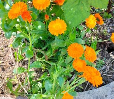 Cotignola House | Night & Day Affittacamere di Laura Patuelli