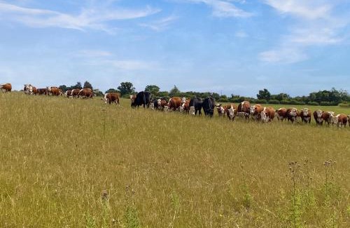 Ware House | Oak Cottage