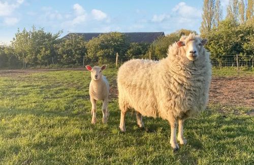 Ware House | Oak Cottage