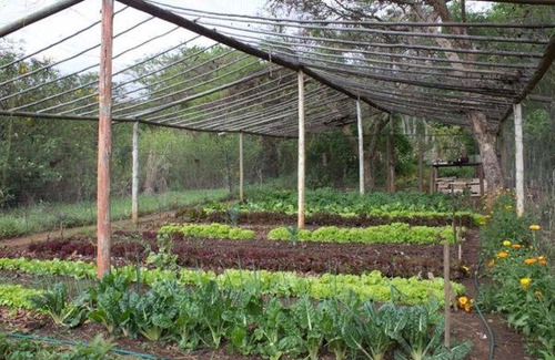 Boshalte House | Old Joe's Kaia