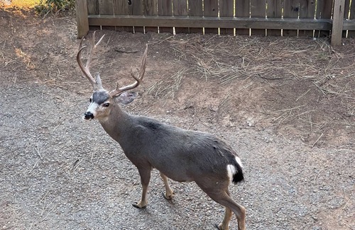 Placerville Cabin | Only 1 mile away from Jenkinson Lake, an hour away from South Lake Tahoe.