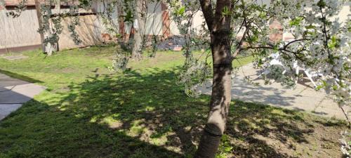 Kecskemet Apartment | Orsi Apartman/vendegház