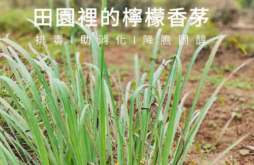 Guanxi House | Pastoral style, pleasant and relaxing, less crowded