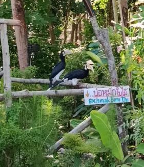 Ko Phaluai Other | PhaluayCamping