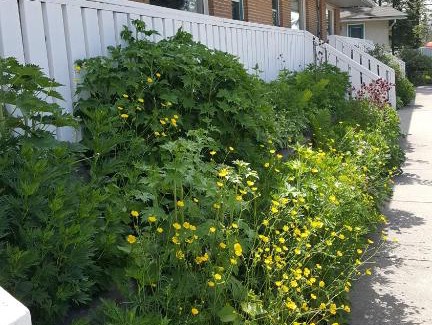 Hinton Hotel | Pines Motel