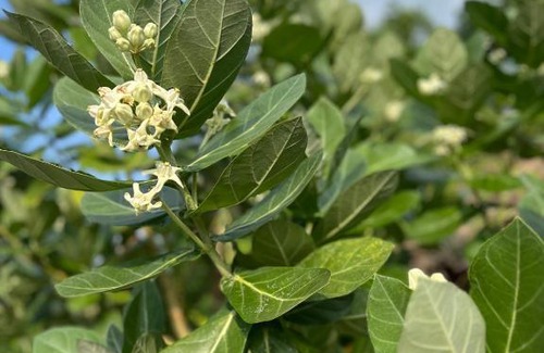 Lam Kaen Apartment | Pink Panther in KhaoLak