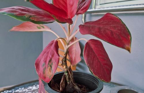 Betong Apartment | PinkHomestayBetong(โฮมสเตย์เบตง)