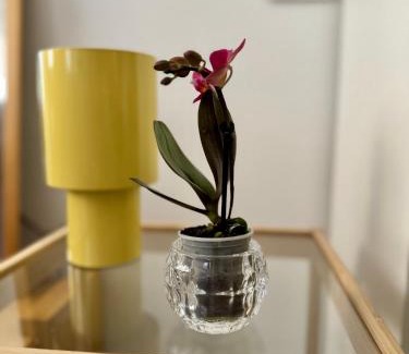 Santo Spirito Apartment | Platano by Monteverdi