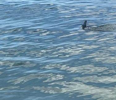 Pensacola Beach Apartment | Portside Villa, No 36 Pet Friendly Beachfront Paradise Retreat