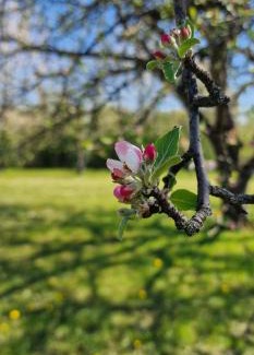 Seliste Apartment | Relax House Samardzic