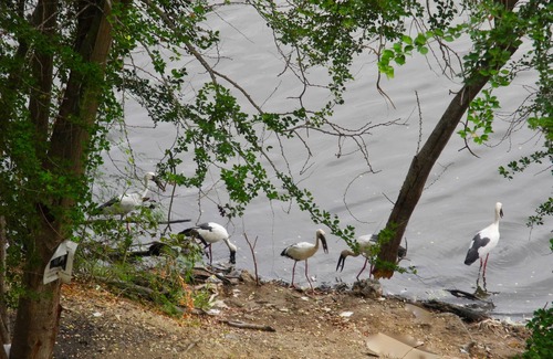 Nong Prue Apartment | Rent a rural condo in Thailand near the Ocean