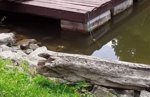 Rockwood Condo | Riverfront Retreat! #2/Fish/Hunt