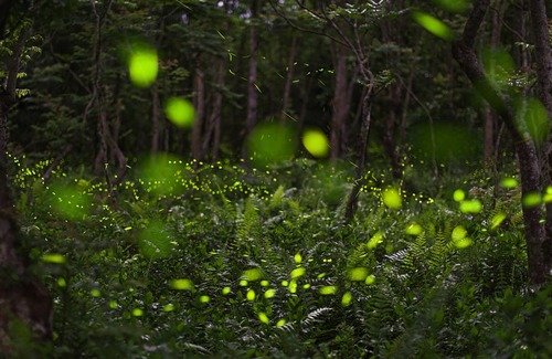 Ruisui Hotel | Ruisui Sunshine Hot Spring B&B