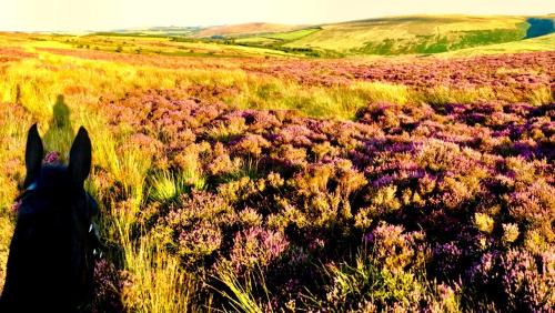 Exmoor National Park Other | Rustic rural retreats