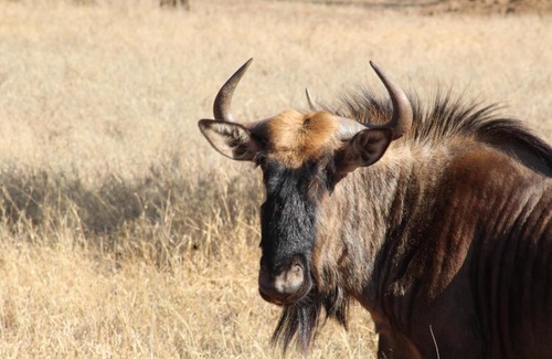 Thabazimbi Cabin | Rustic Stone Lodge