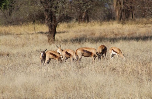 Thabazimbi Cabin | Rustic Stone Lodge