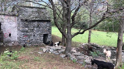 Gordevio House | Rustico Lucia