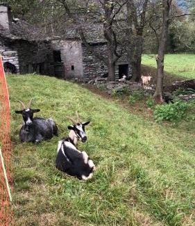 Gordevio House | Rustico Lucia