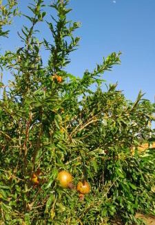 Benevides House | Sítio Amazônia Cop30