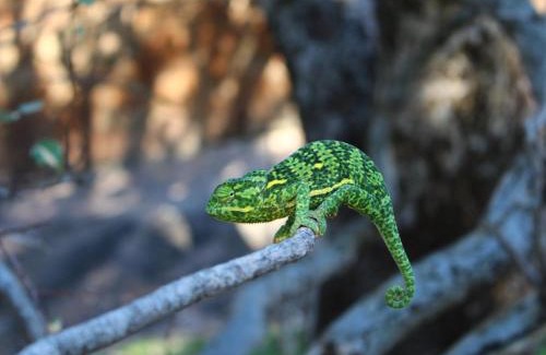 Madibeng Cabin | Sable Ranch Thaba Khaya Lodge