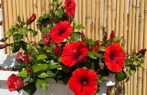 Porto Cesareo Apartment | Salento astrea vista mare