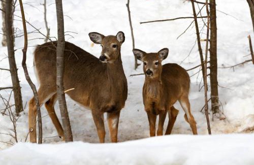 Northeast Somerset Hotel | Sandbar Cabin