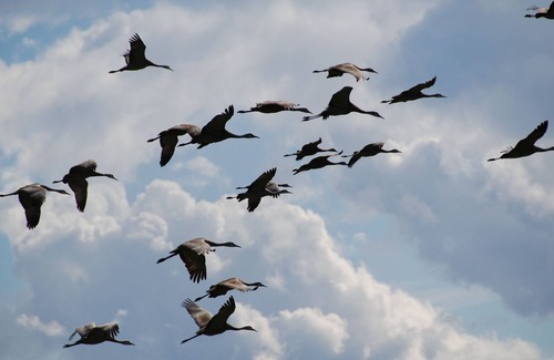 Homer Cottage | SANDPIPER COTTAGE PEACEFUL & CENTRAL, IN OLD TOWN HOMER