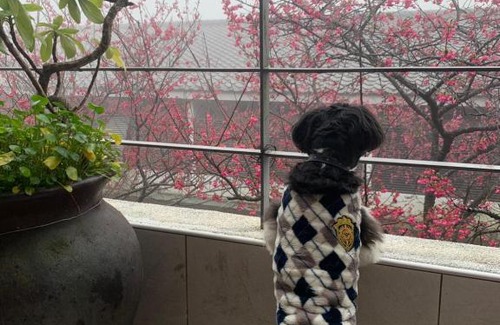 Sanyi House | Sanyi Wei Wei Feng B&B