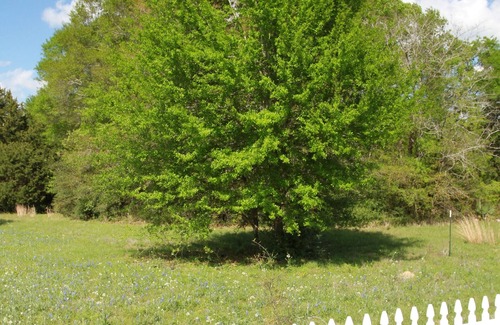 Brenham House | Secluded 1 BR cottage on over 7 acres 4.5 mi from Chappell Hill