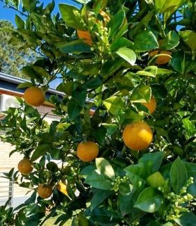 Itapua Department House | Seva