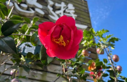 Lugu Bed & Breakfast | Shan Jhong You You B&B