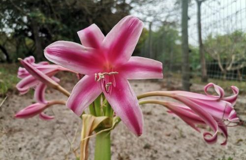 Manguzi Other | Shengeza Lake Lodge