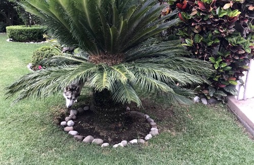 Cuernavaca House | Spectacular bungalow with swimming pool, grill, great garden and location