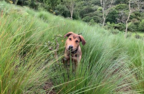 Hillcrest House | Springside House