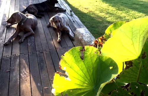 Donghe House | Stone Party