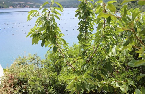 Putnikovic Apartment | Studio flat near beach Kabli, Pelješac (AS-10221-a)