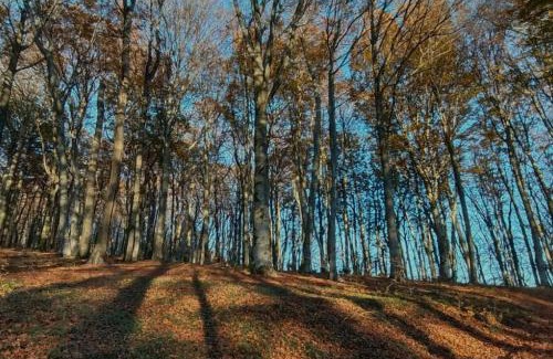 Caprarola House | Suite Farnese "La Luisella" - Grazioso appartamento storico adiacente a Palazzo Farnese