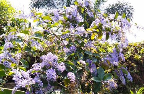 Saraphi House | Sukjai Homestay