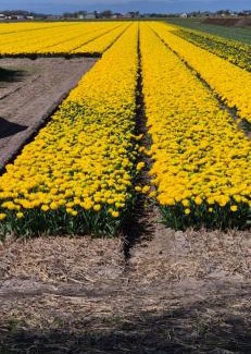 Anna Paulowna House | Superior Familiekamer 4 personen OF Privékamer 2 personen